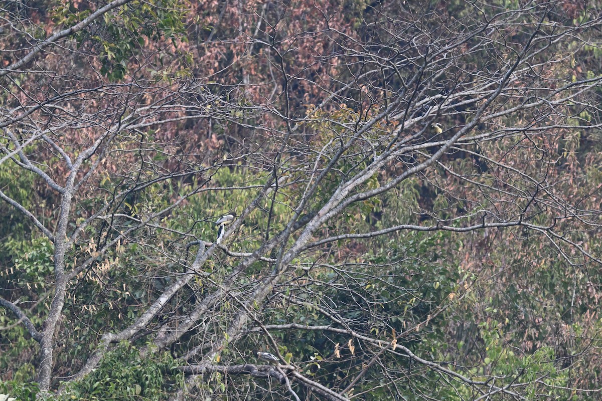 White-winged Magpie - ML630665426