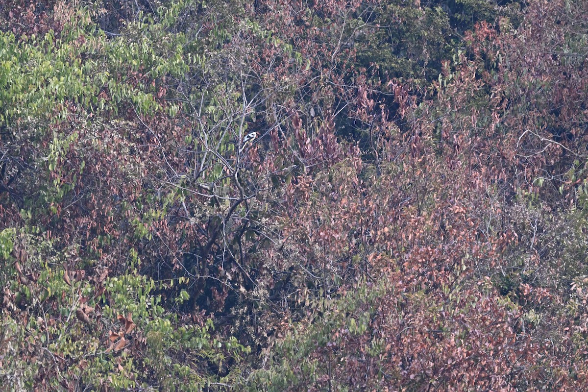 White-winged Magpie - ML630665427