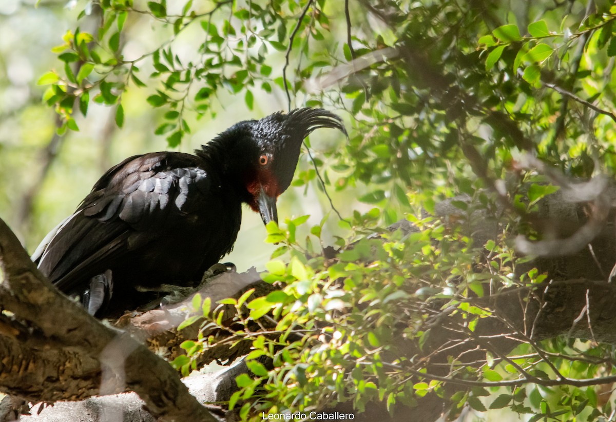 Magellanic Woodpecker - ML630665439
