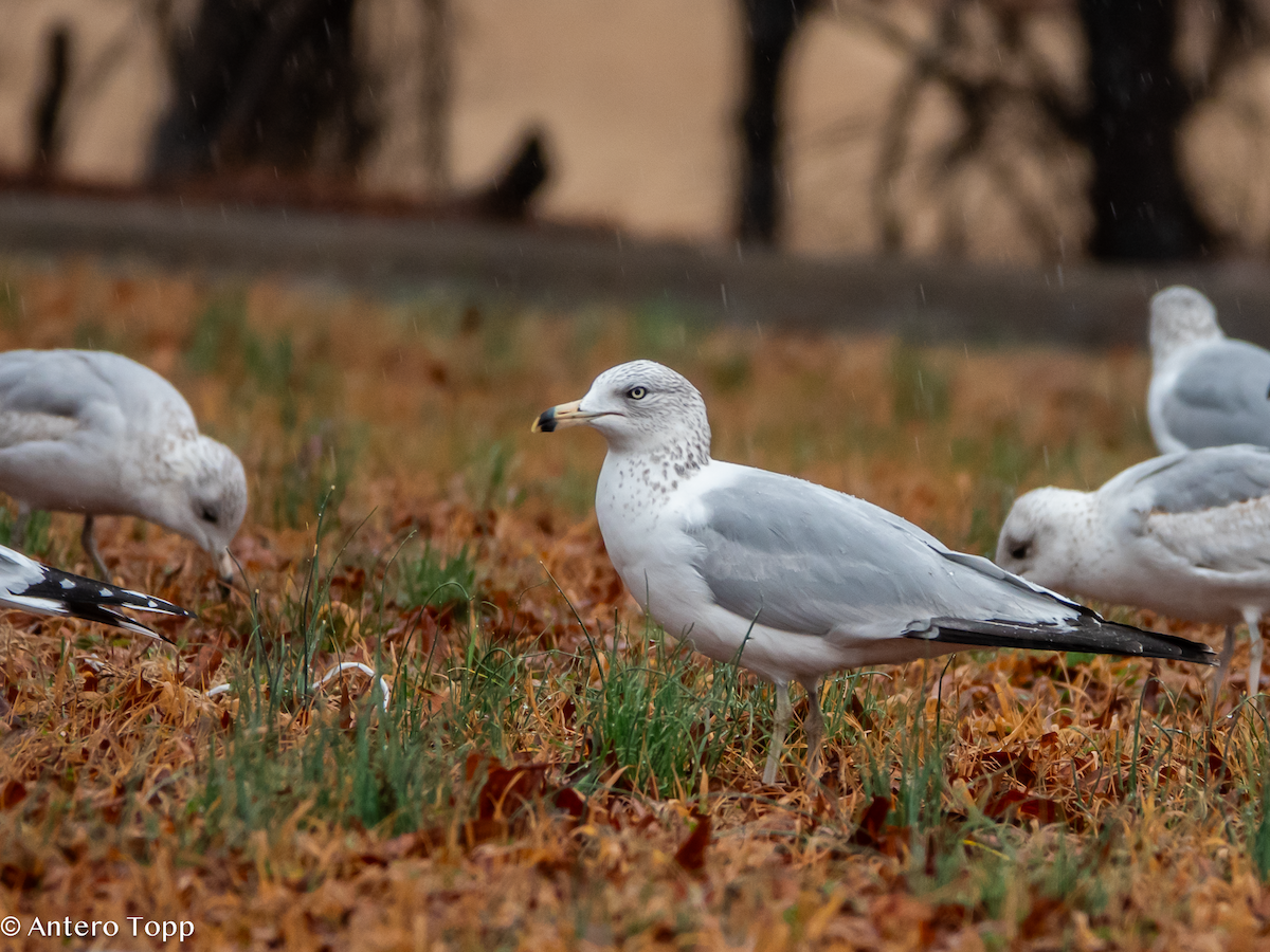Ring-billed Gull - ML630665452