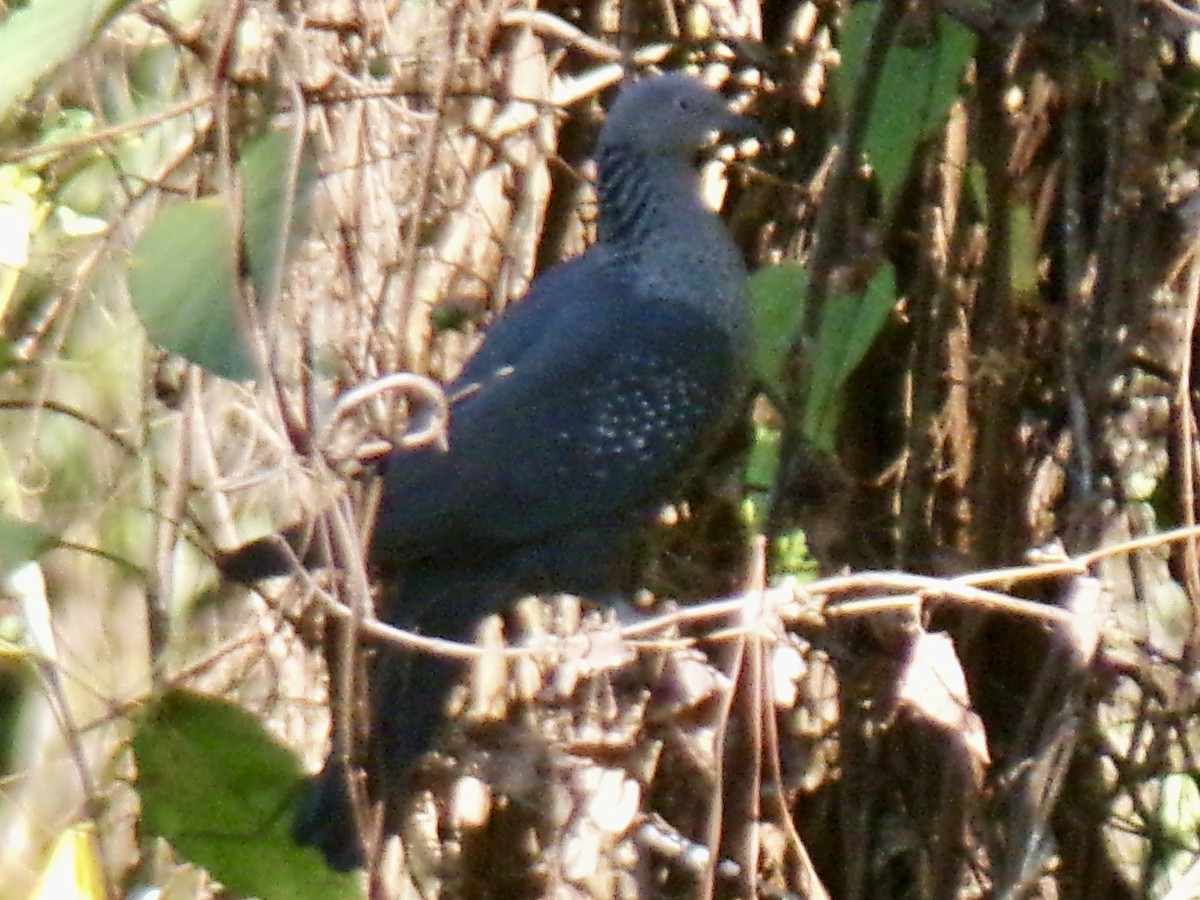 Pigeon de Hodgson - ML630665525