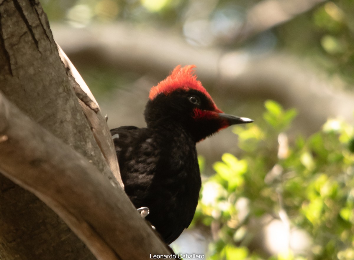 Magellanic Woodpecker - ML630665606
