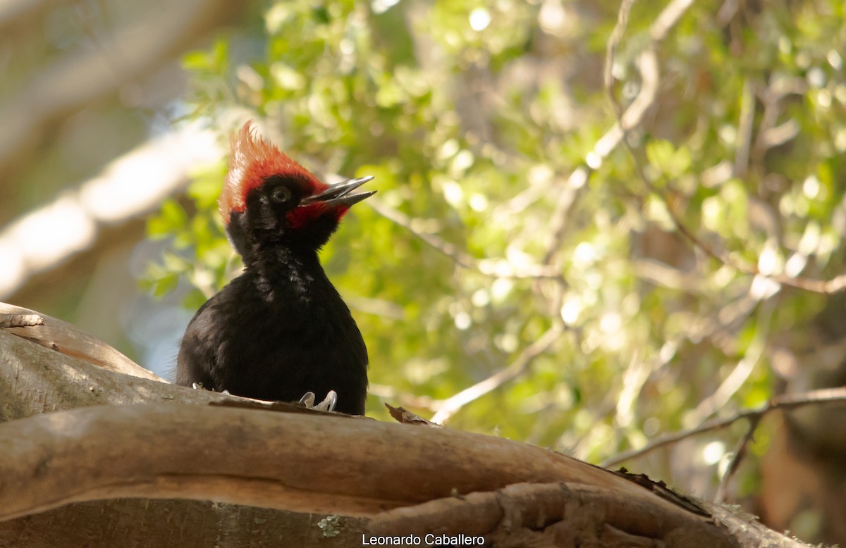 Magellanic Woodpecker - ML630665753