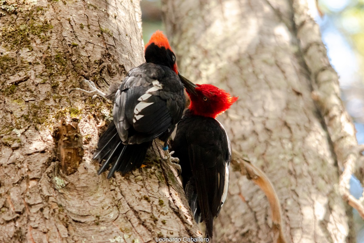 Magellanic Woodpecker - ML630665855