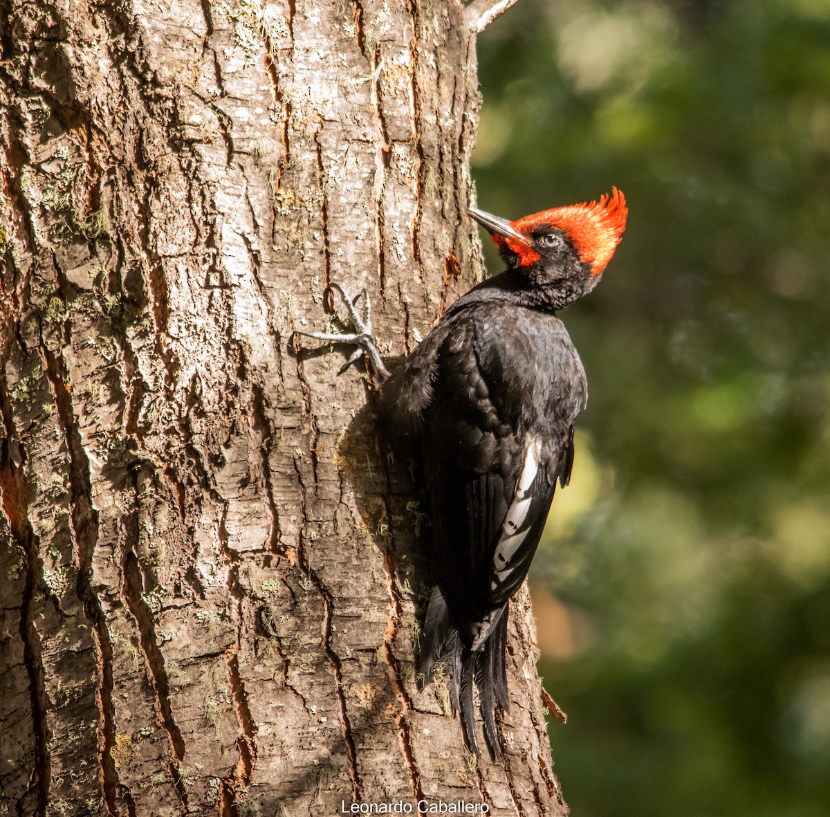 Magellanic Woodpecker - ML630666008
