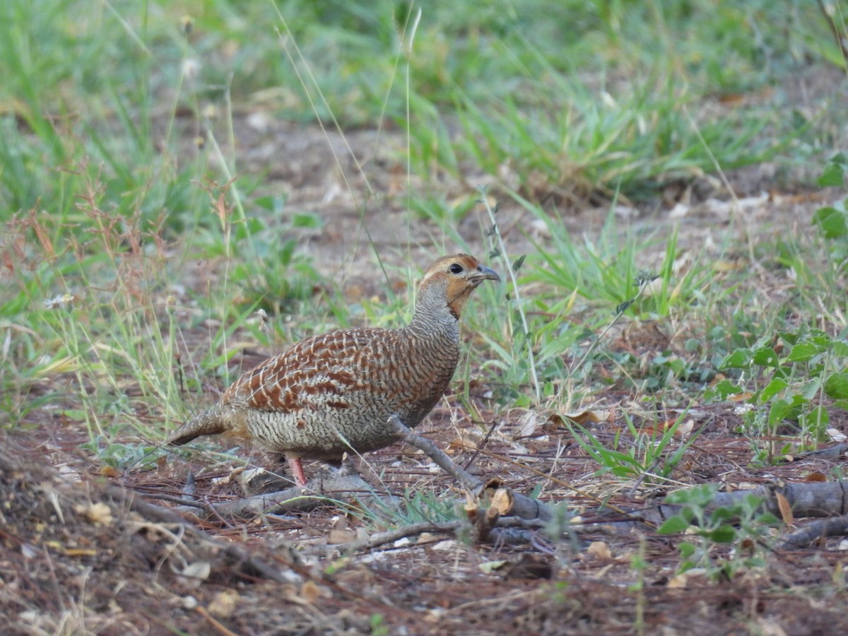 Gray Francolin - ML630666029