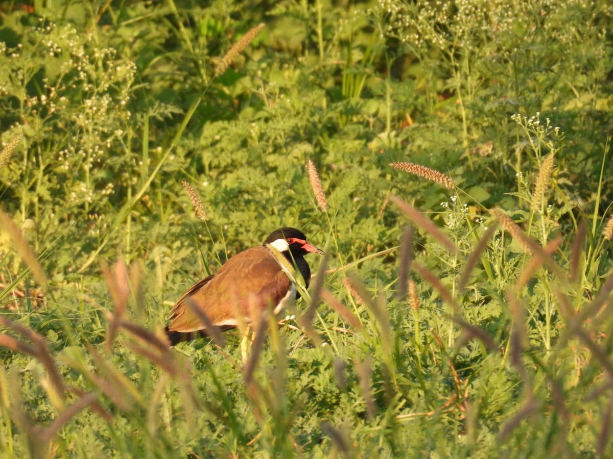 Red-wattled Lapwing - ML630666031