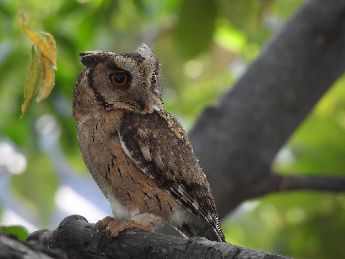 Indian Scops-Owl - ML630666069