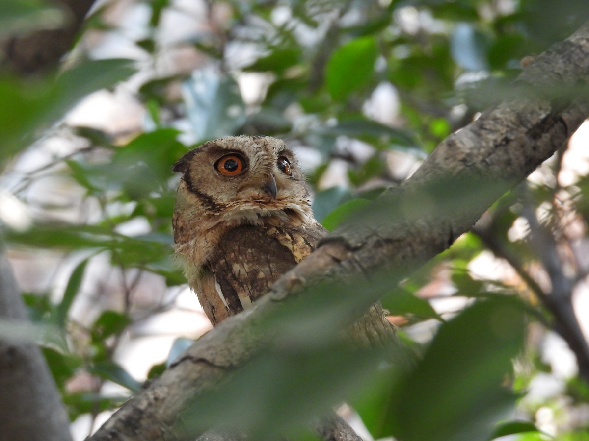 Indian Scops-Owl - ML630666073