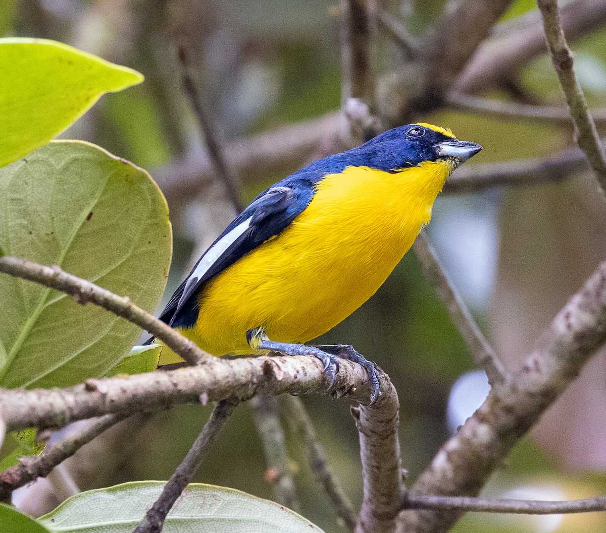 Thick-billed Euphonia - ML630666097