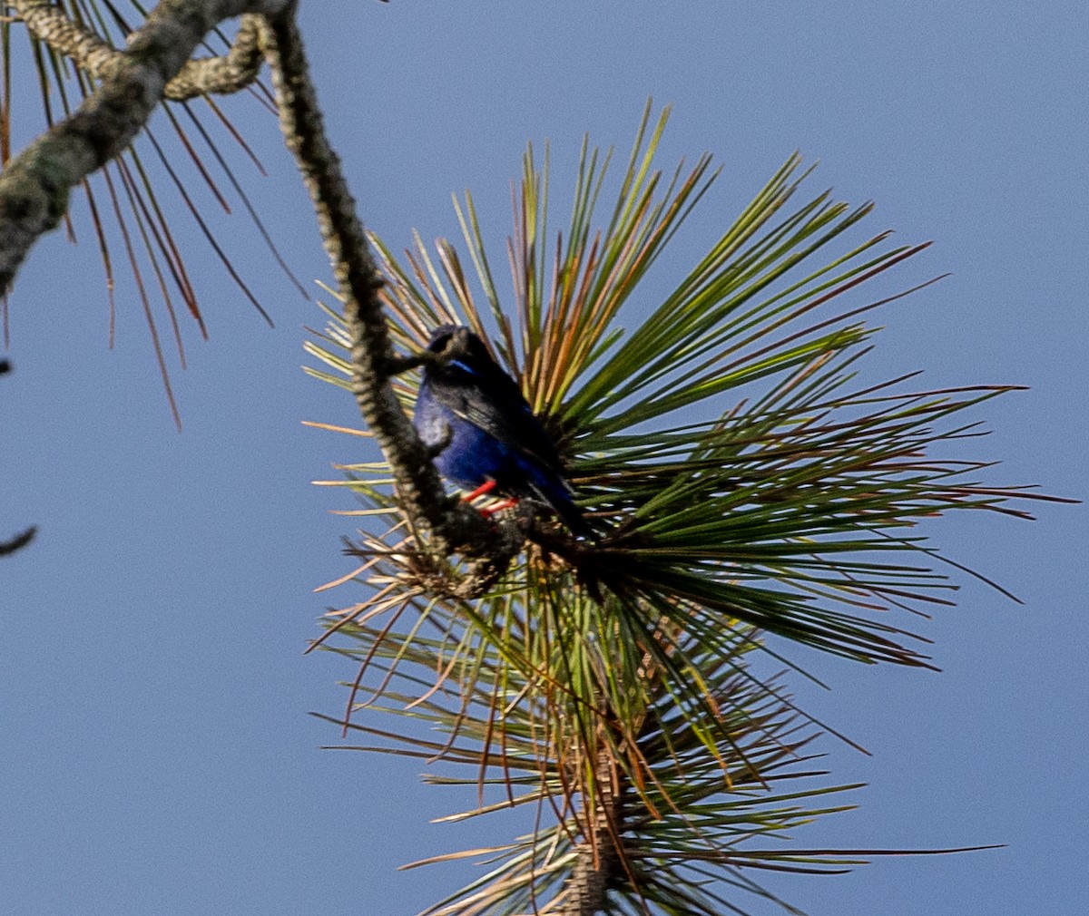 Red-legged Honeycreeper - ML630666098