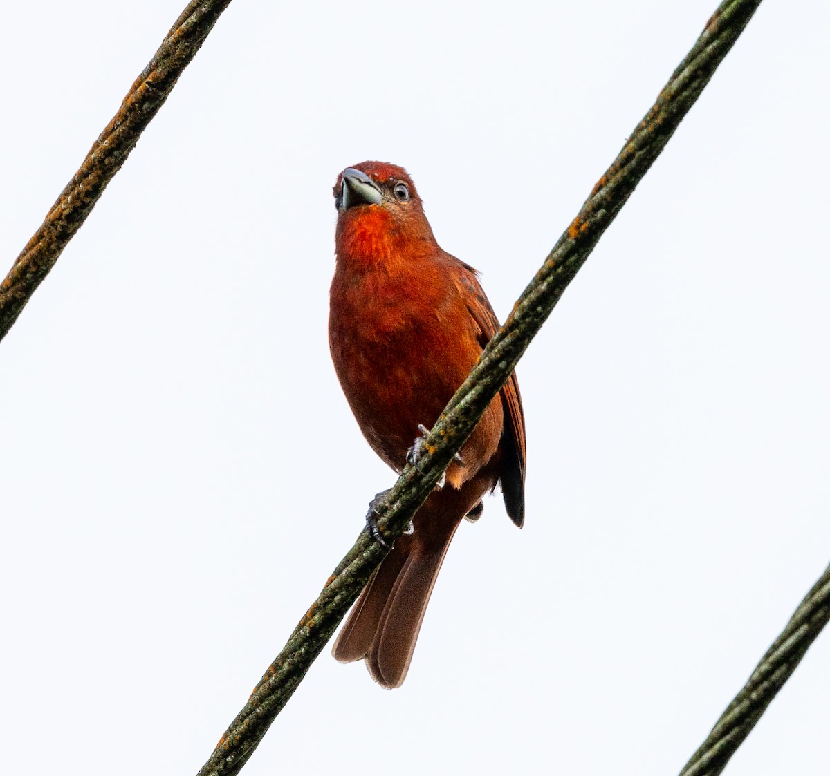 Hepatic Tanager - ML630666101