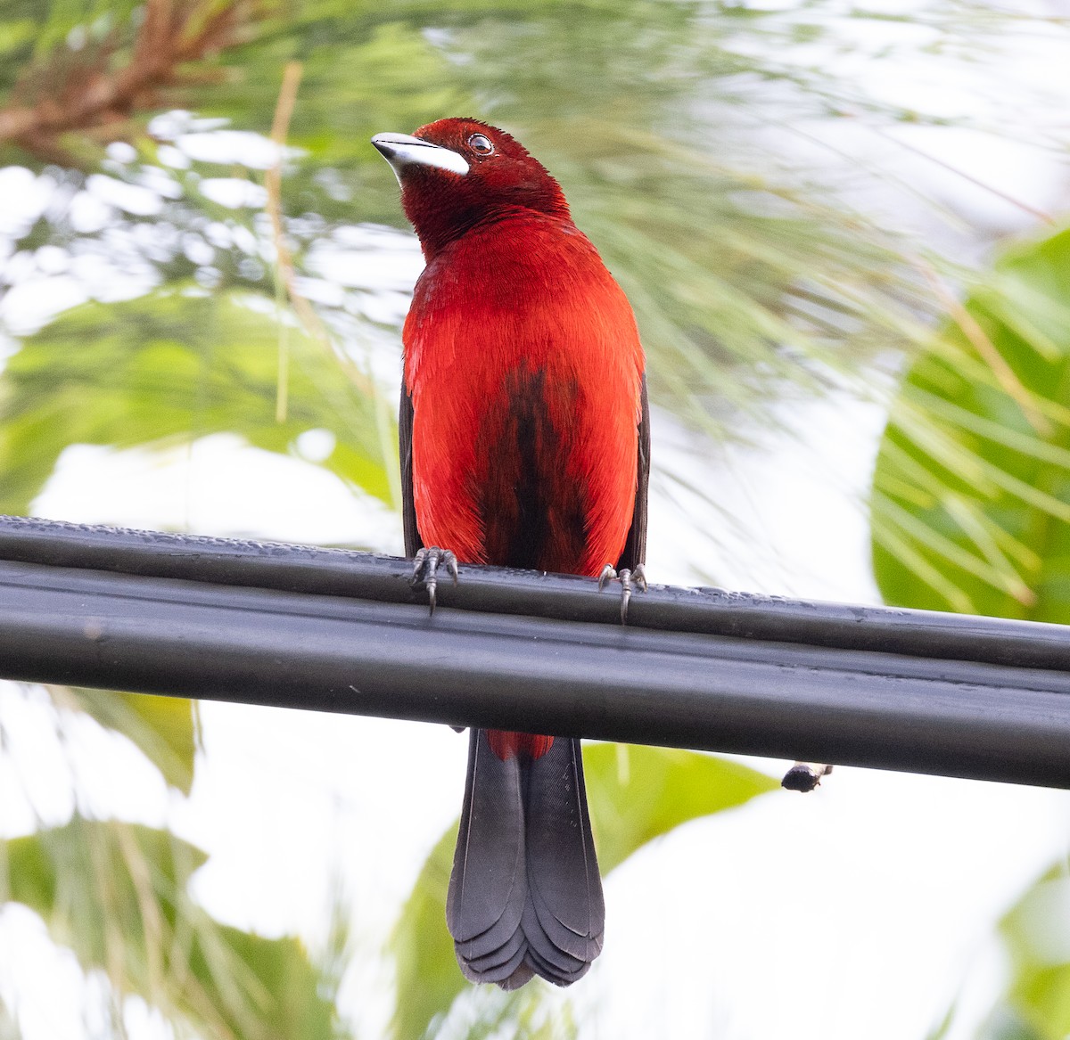 Crimson-backed Tanager - ML630666108