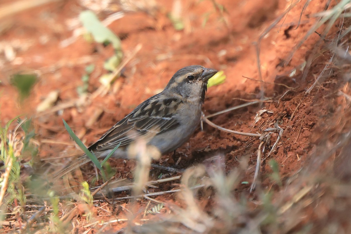 Shelley's Rufous Sparrow - ML630666298