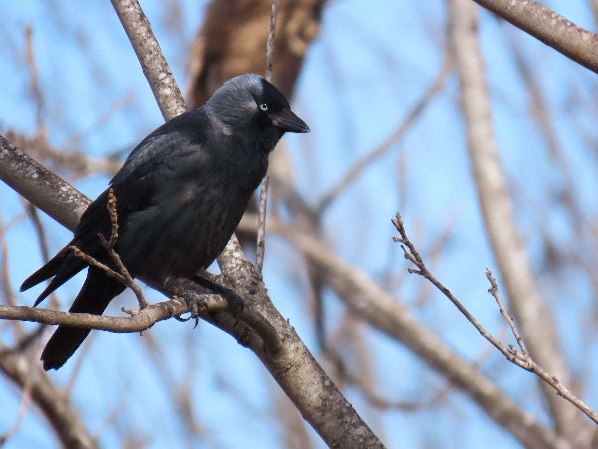 Eurasian Jackdaw - Daniel Melamed
