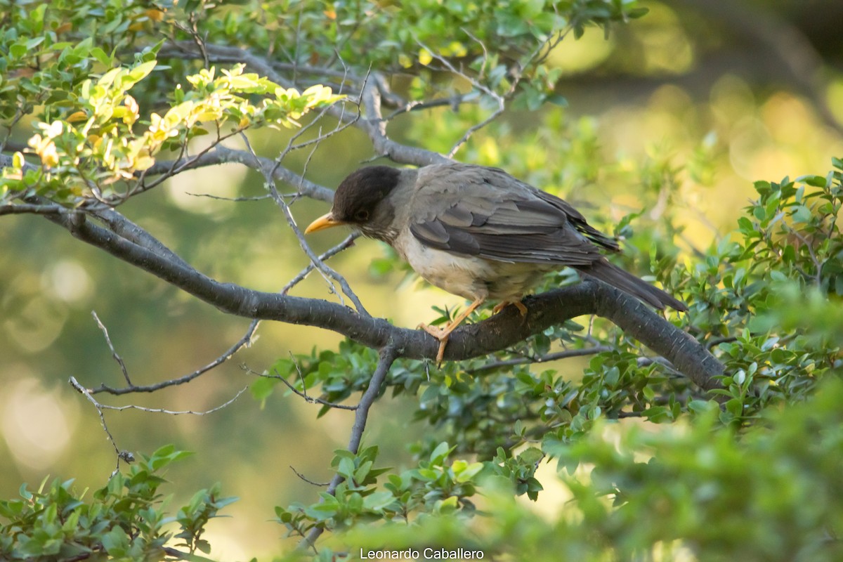 Austral Thrush - ML630666320