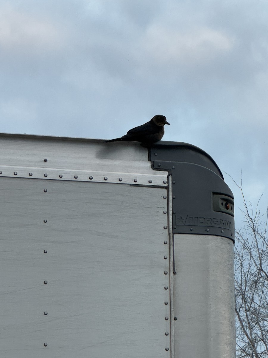grackle sp. - ML630666391