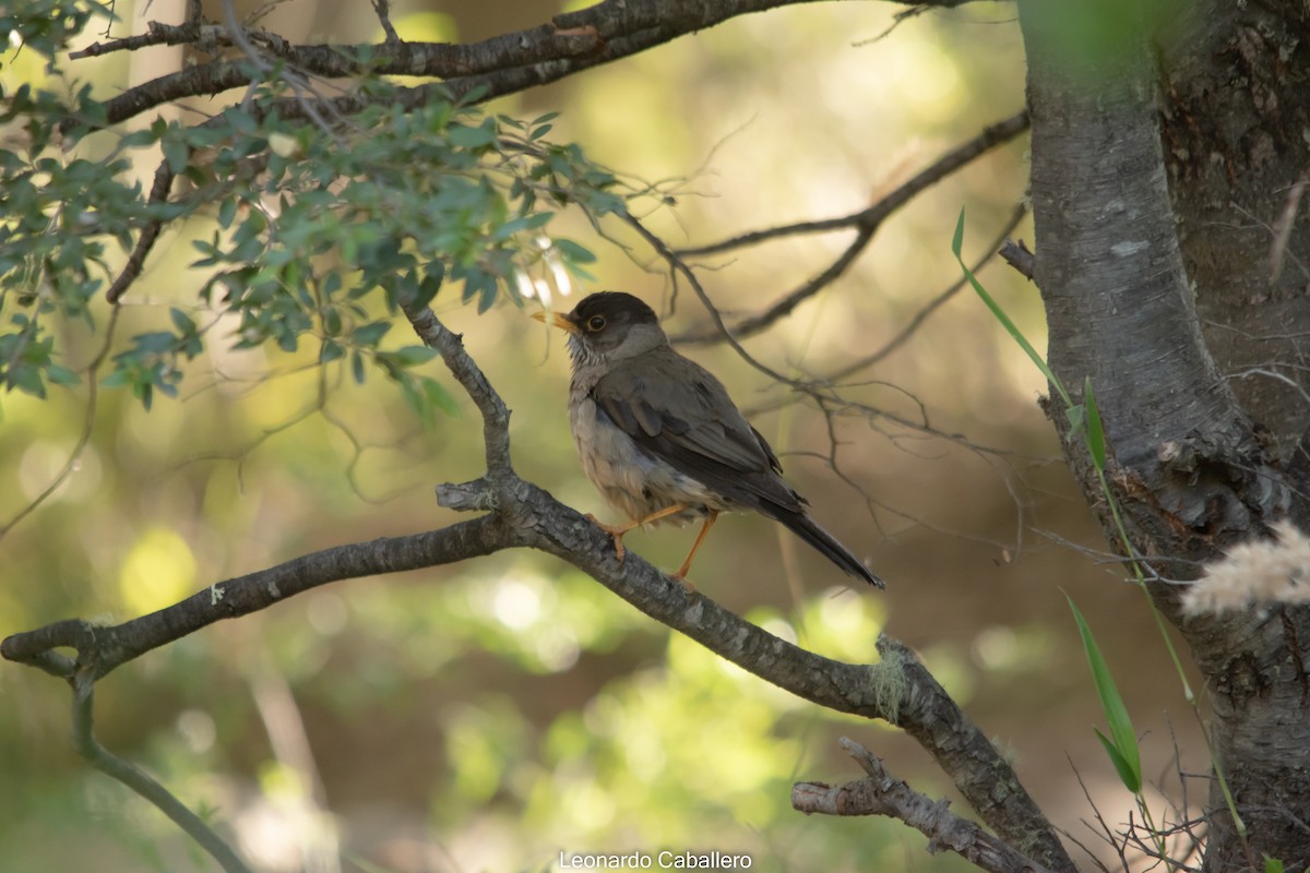 Austral Thrush - ML630666448
