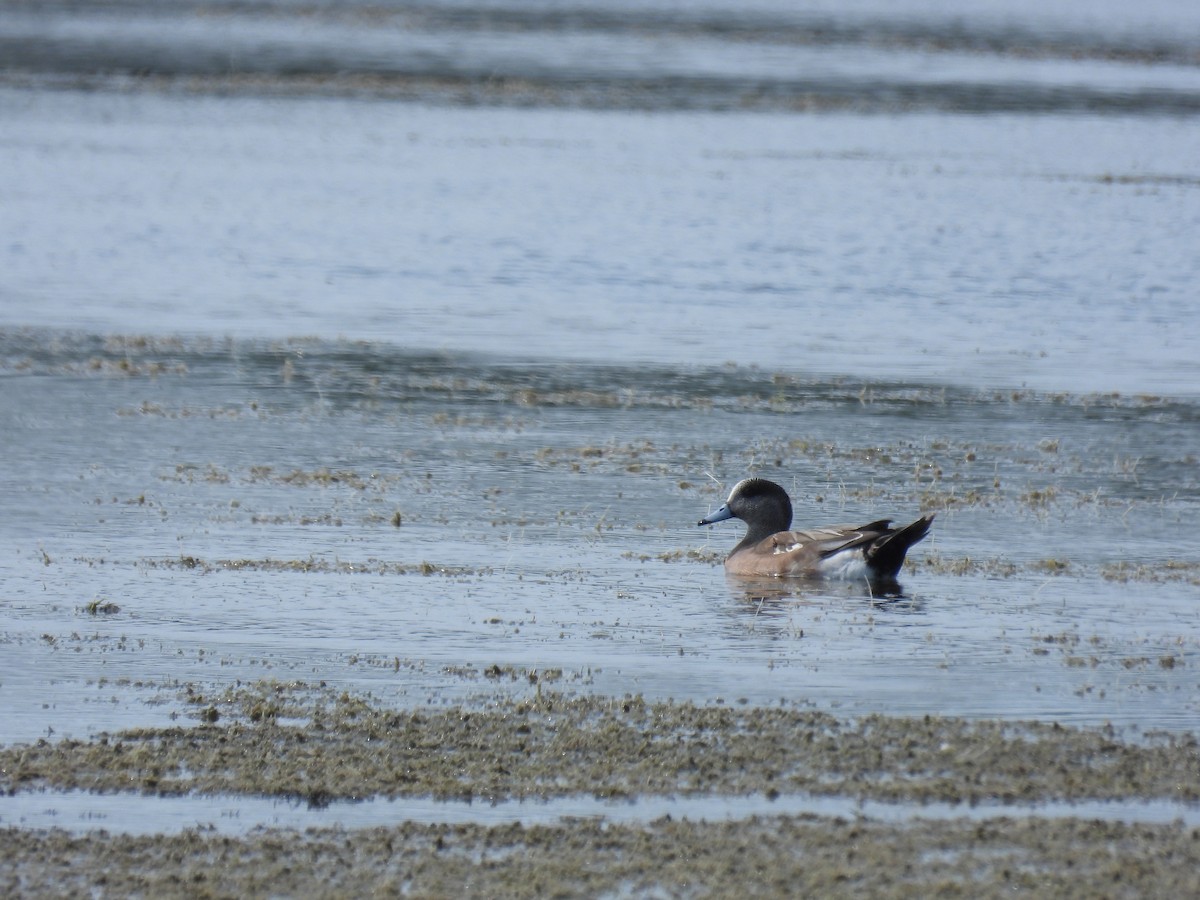 American Wigeon - ML630666470