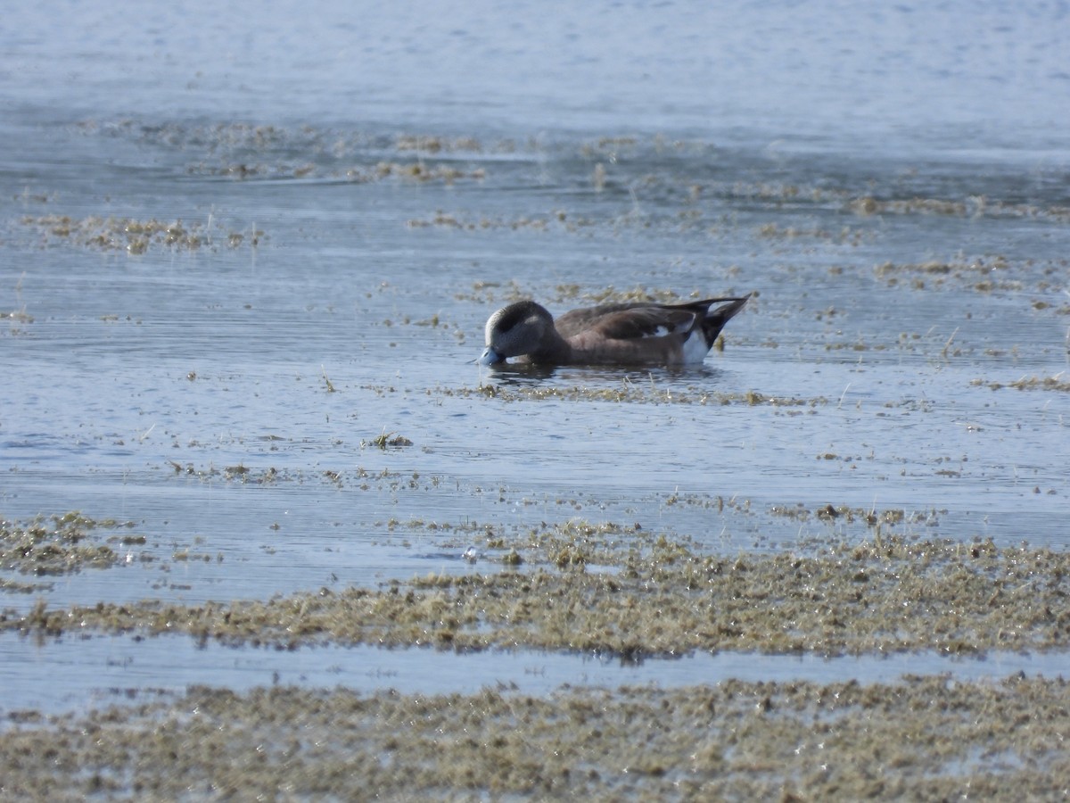 American Wigeon - ML630666472