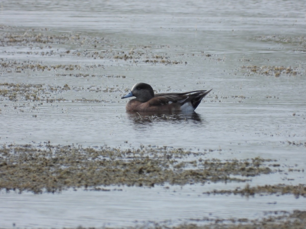 American Wigeon - ML630666477