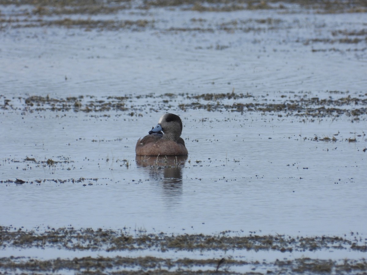 American Wigeon - ML630666478