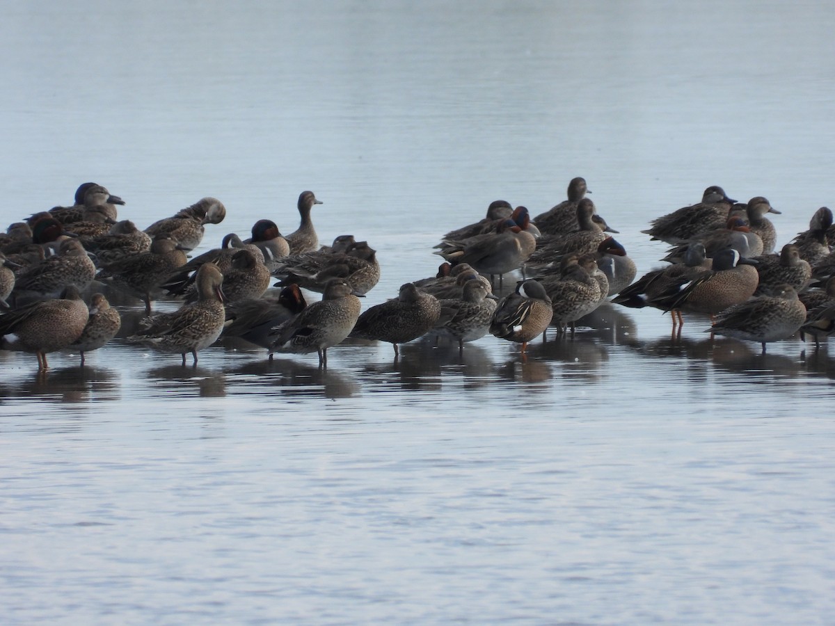 Green-winged Teal - ML630666555