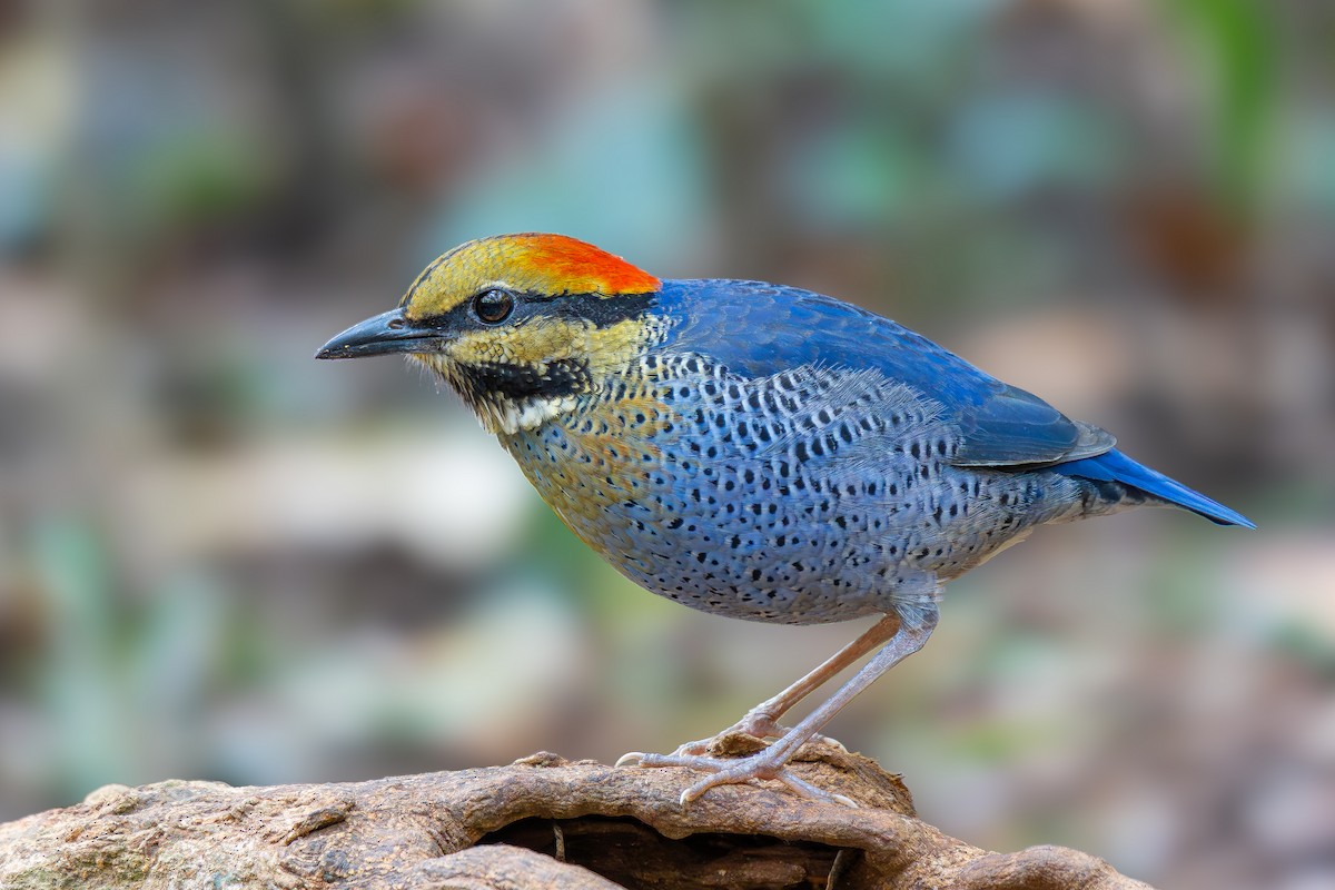 Blue Pitta - ML630666556