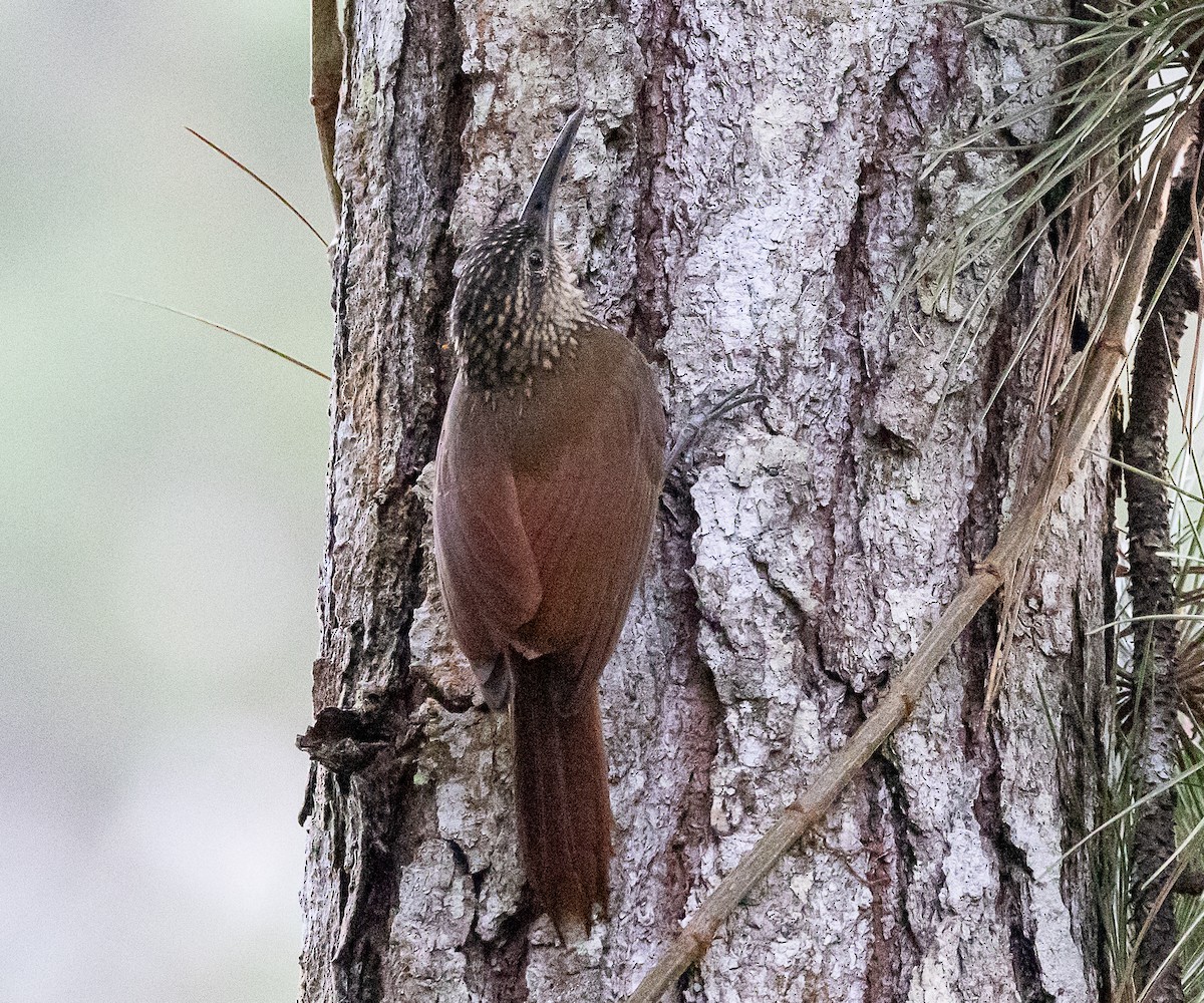 Cocoa Woodcreeper - ML630666601