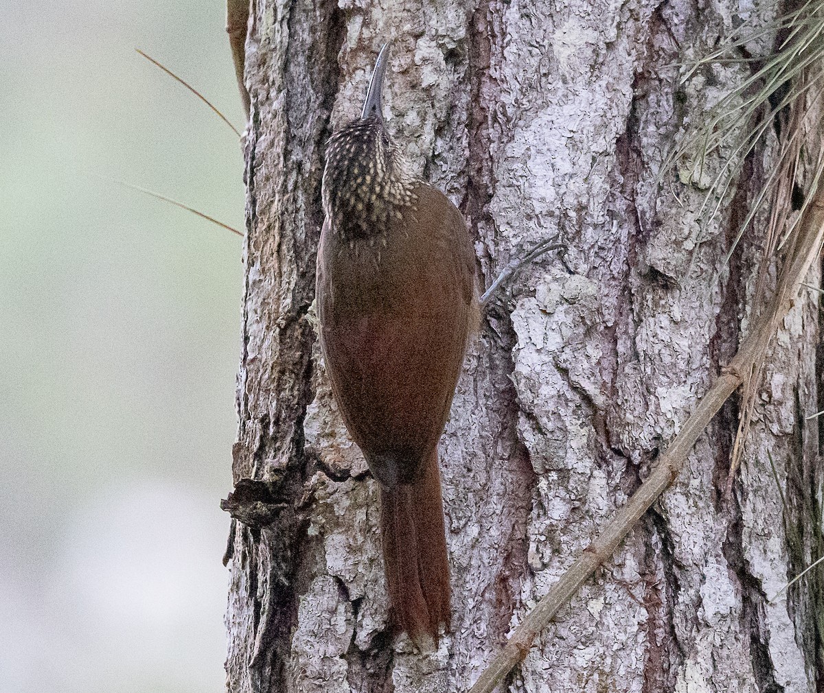 Cocoa Woodcreeper - ML630666606