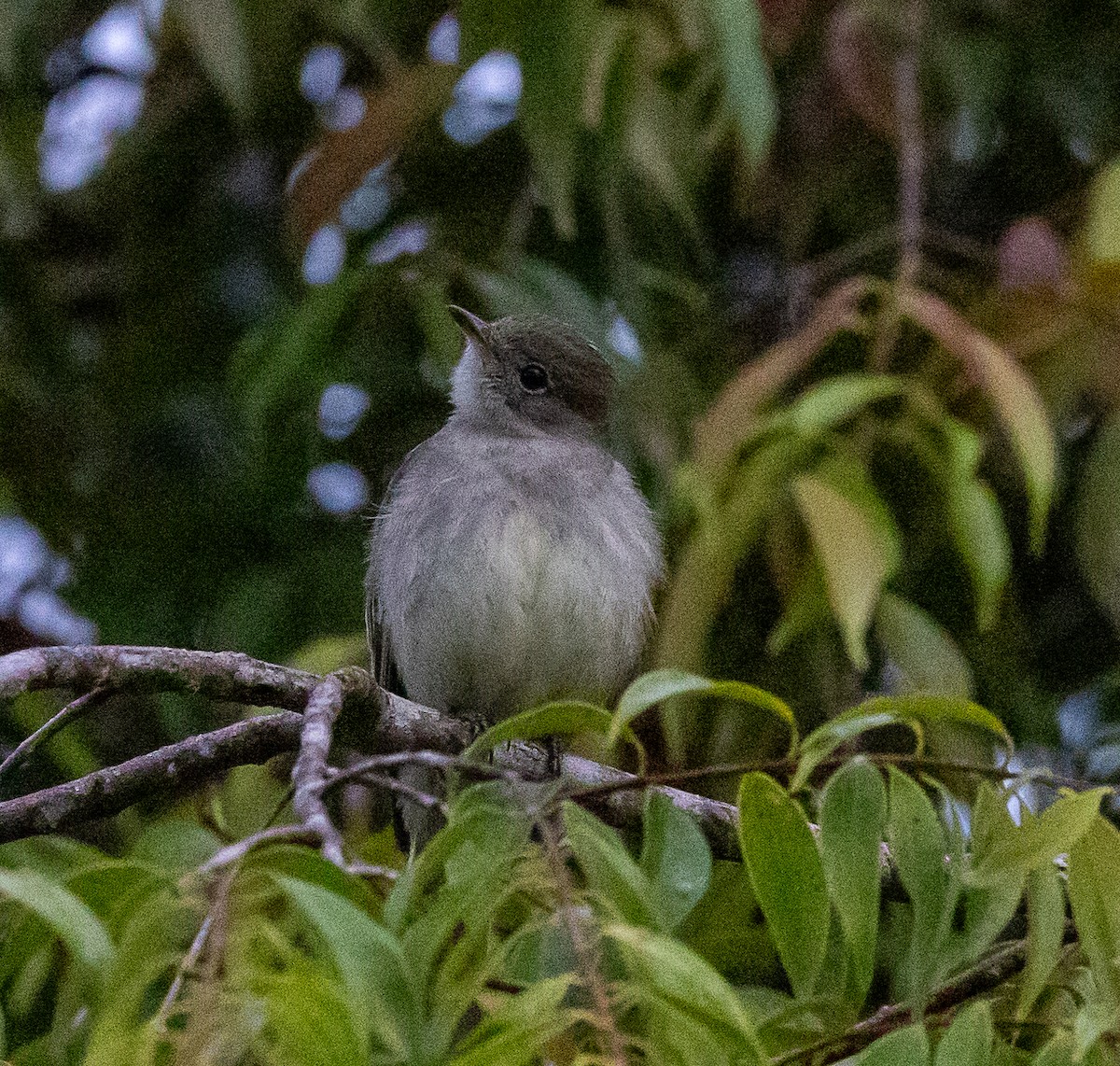 Yellow-bellied Elaenia - ML630666614