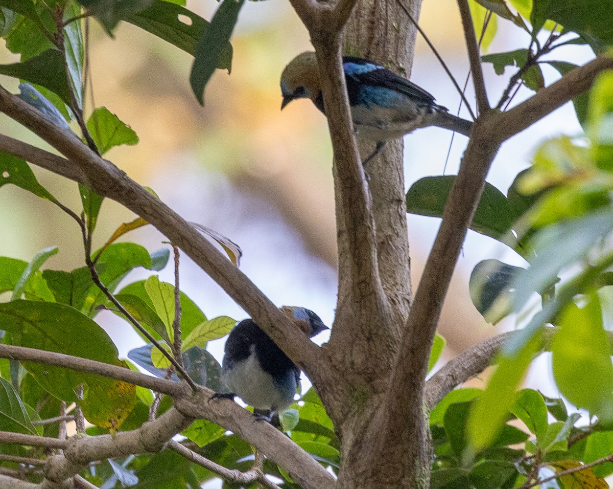 Golden-hooded Tanager - ML630666624