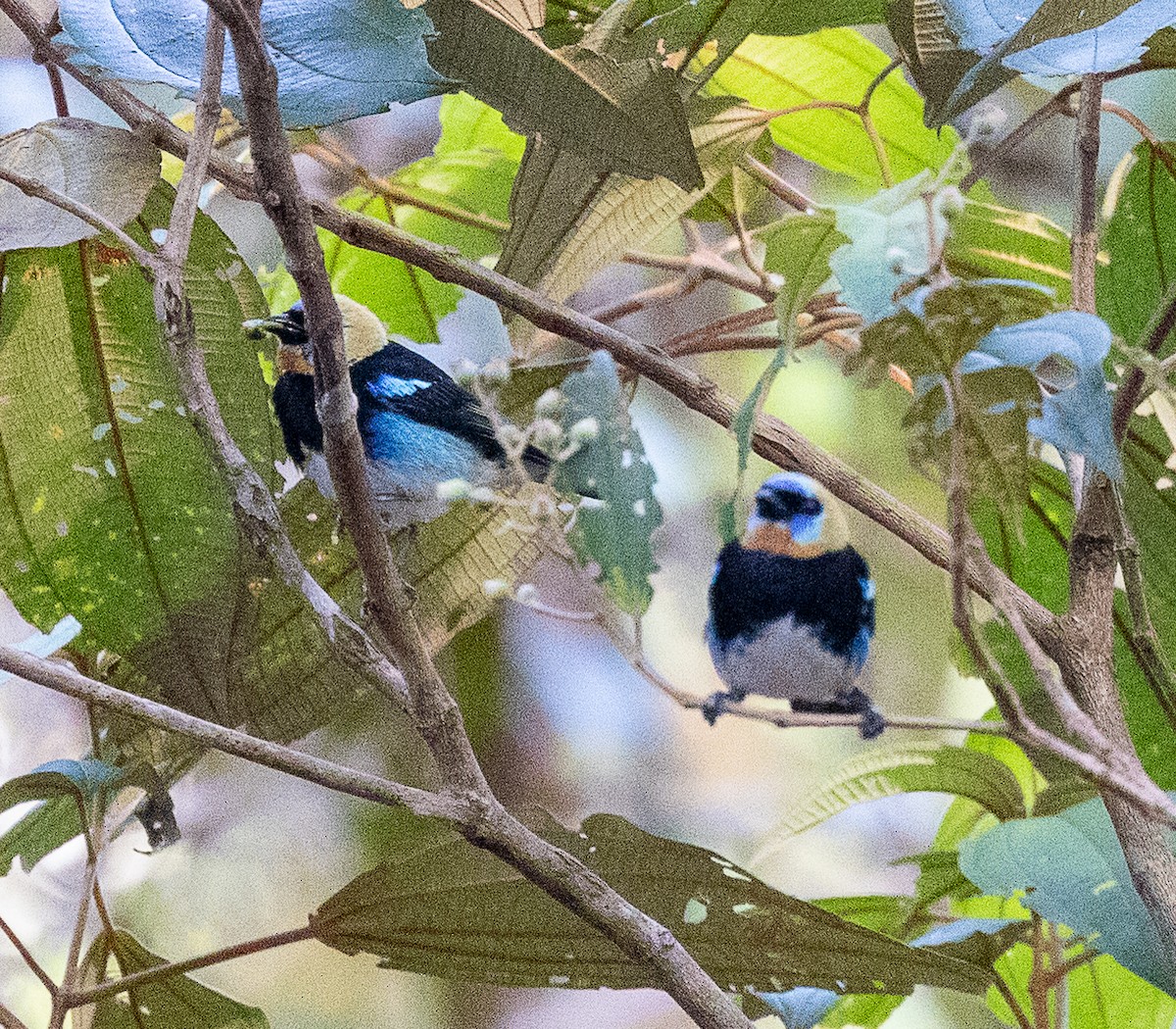 Golden-hooded Tanager - ML630666625