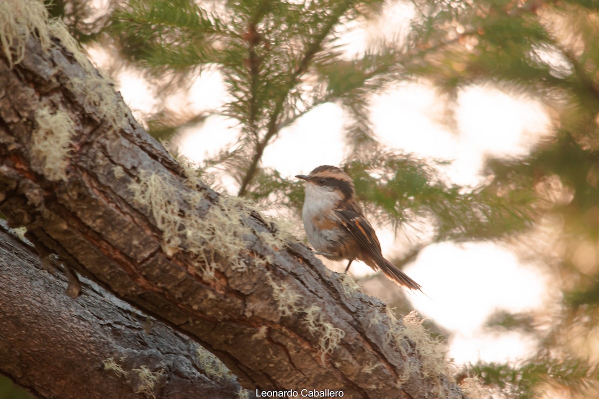 Thorn-tailed Rayadito - ML630666627