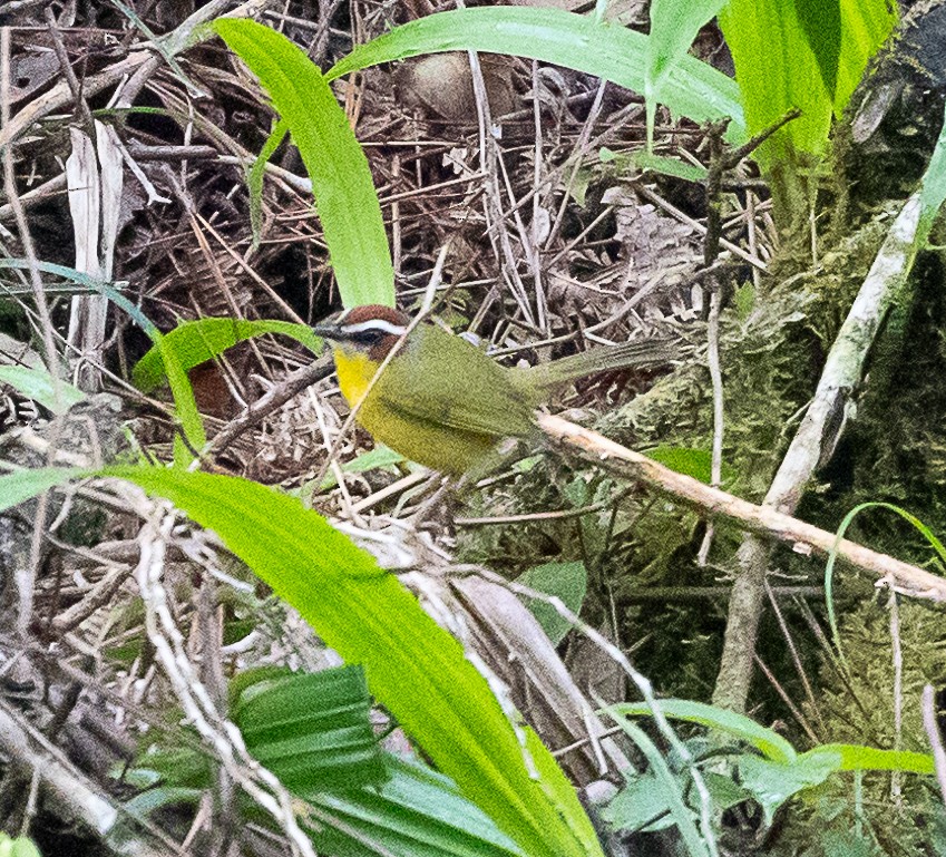 Chestnut-capped Warbler - ML630666635