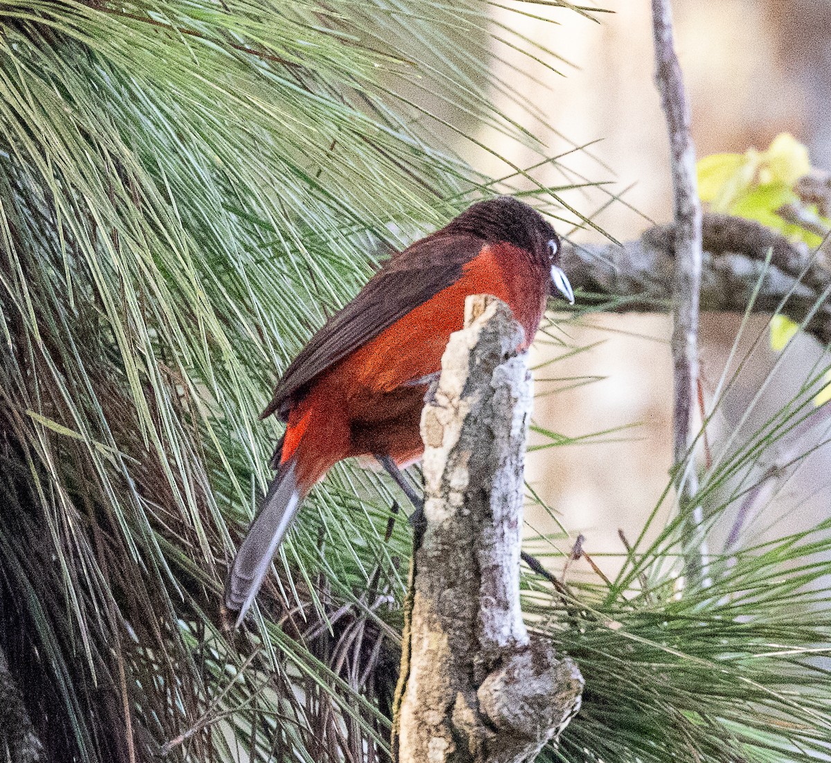 Crimson-backed Tanager - ML630666659