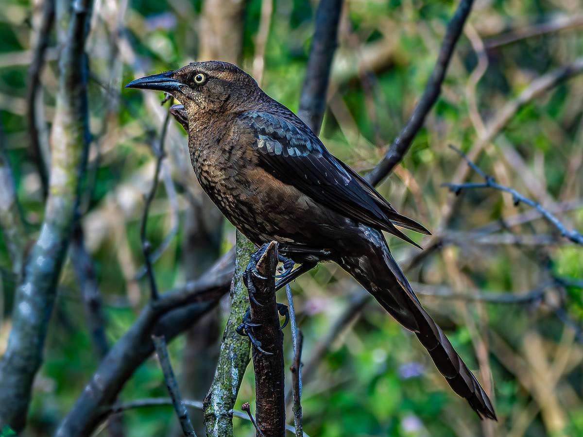 Great-tailed Grackle - ML630666668