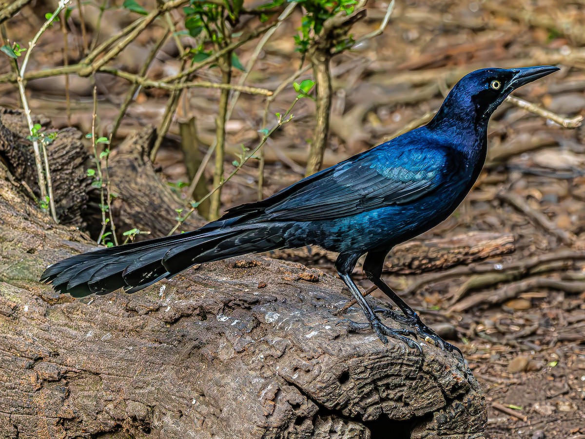 Great-tailed Grackle - ML630666669
