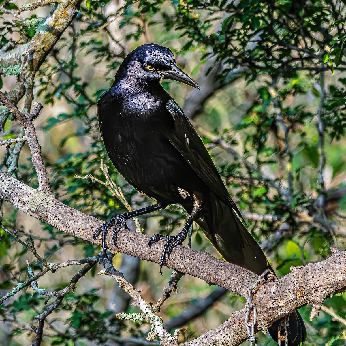 Great-tailed Grackle - ML630666670