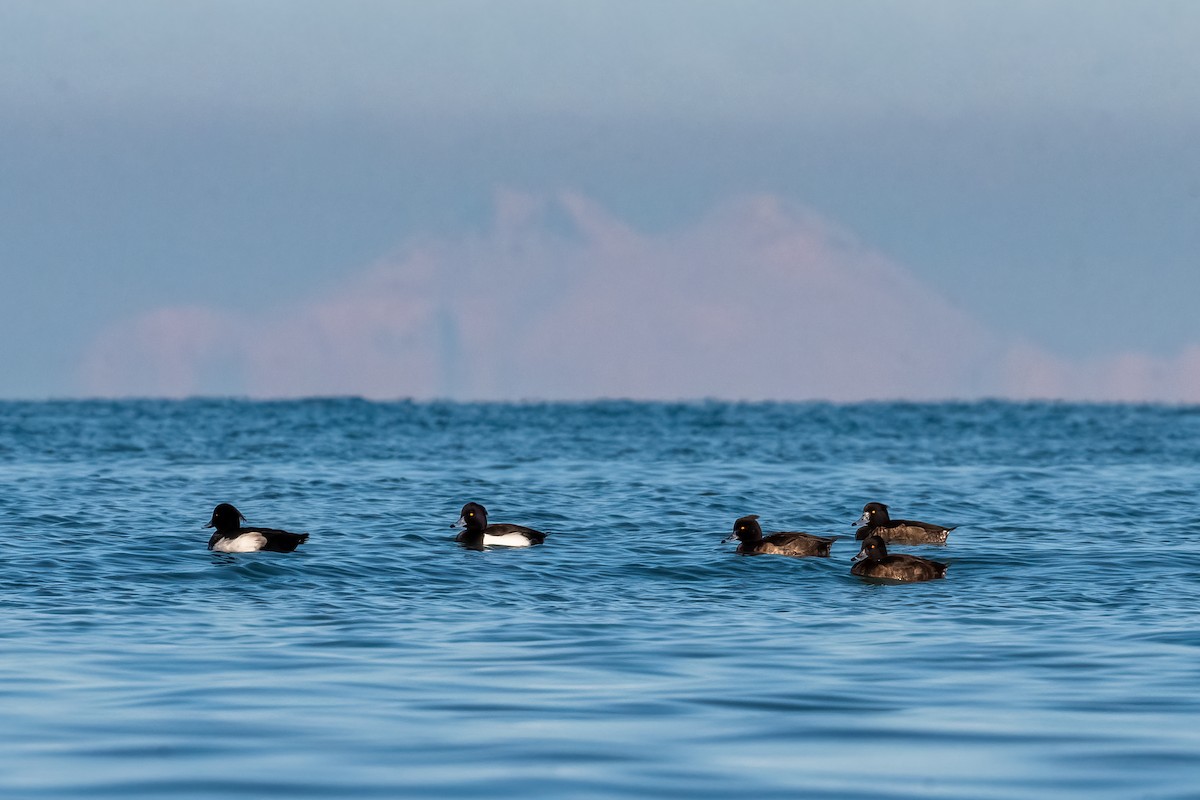 Tufted Duck - ML630666714