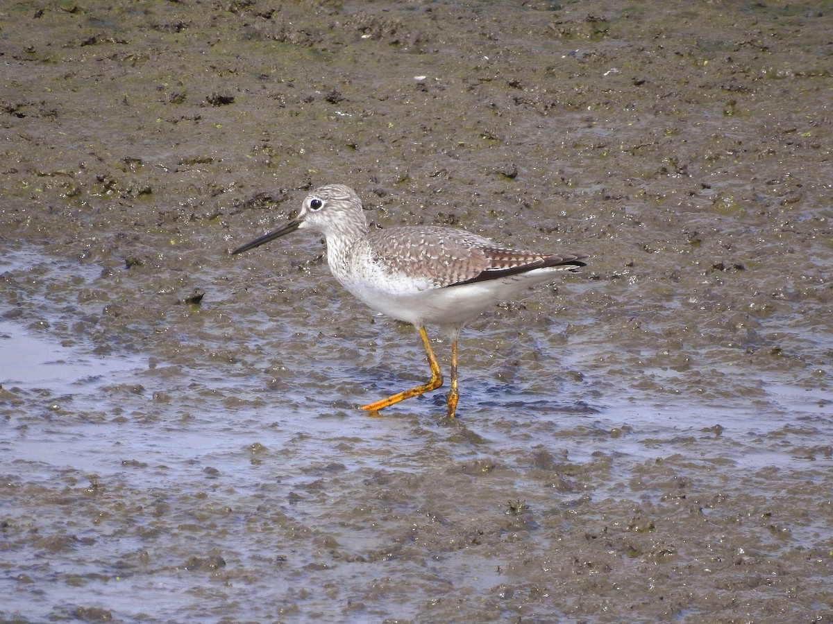 Greater Yellowlegs - ML630666736
