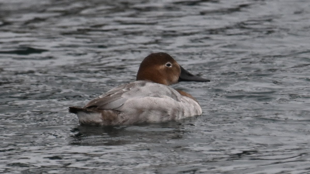 Canvasback - ML630666760