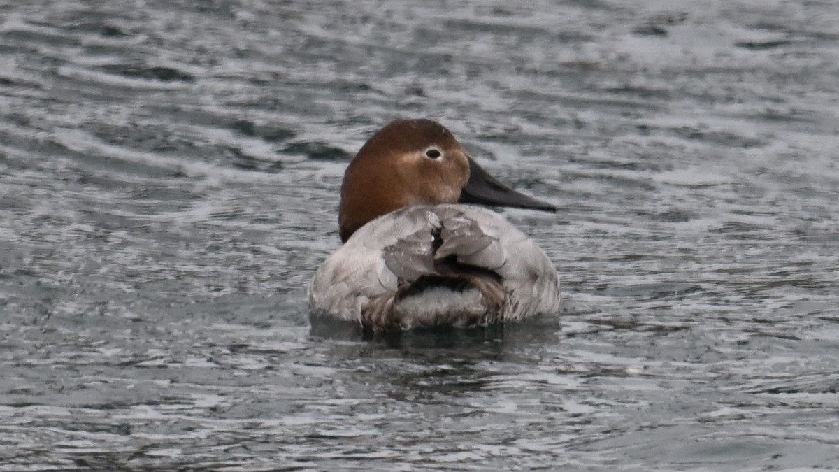 Canvasback - ML630666765