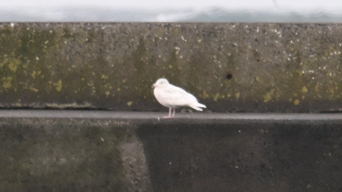 Glaucous Gull - ML630666770