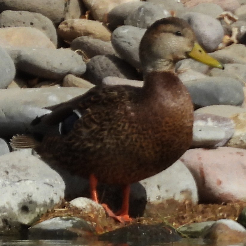Mexican Duck - ML630666792