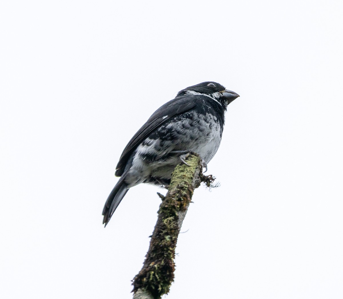 Variable Seedeater - ML630666829