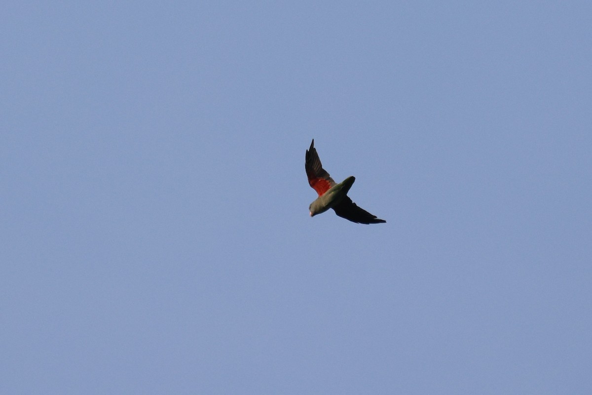 Blue-rumped Parrot - ML630666862