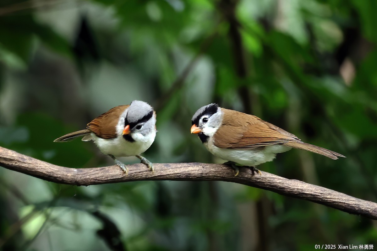 Gray-headed Parrotbill - ML630666878