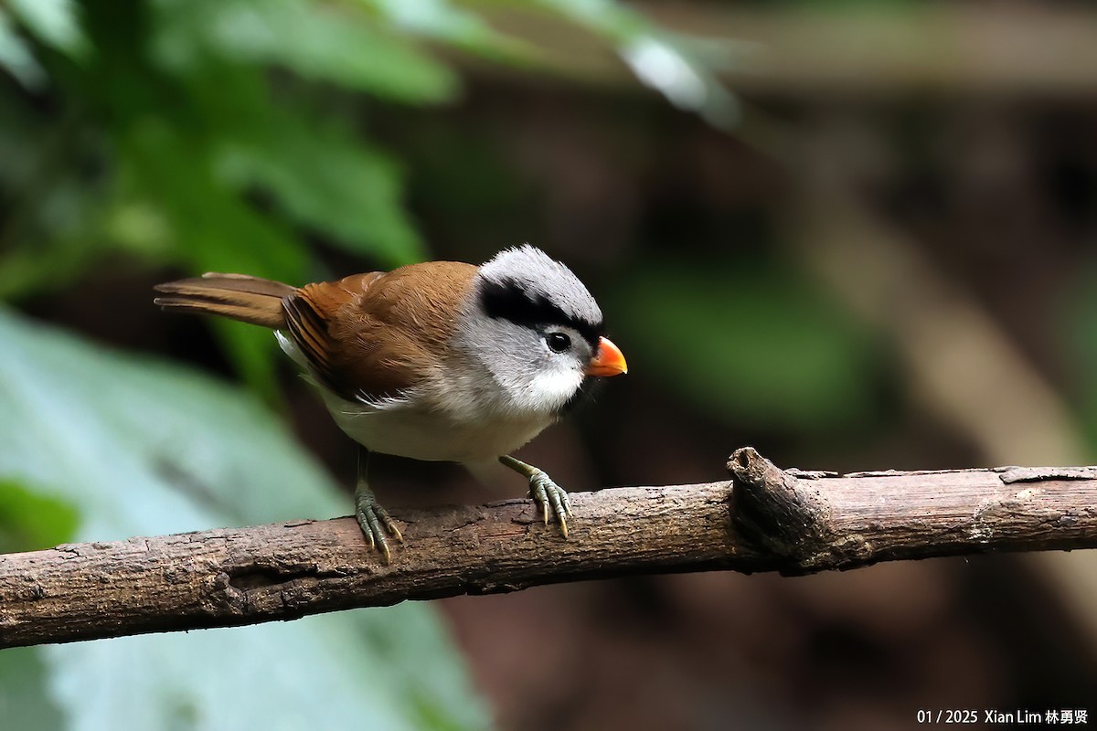 Gray-headed Parrotbill - ML630666879