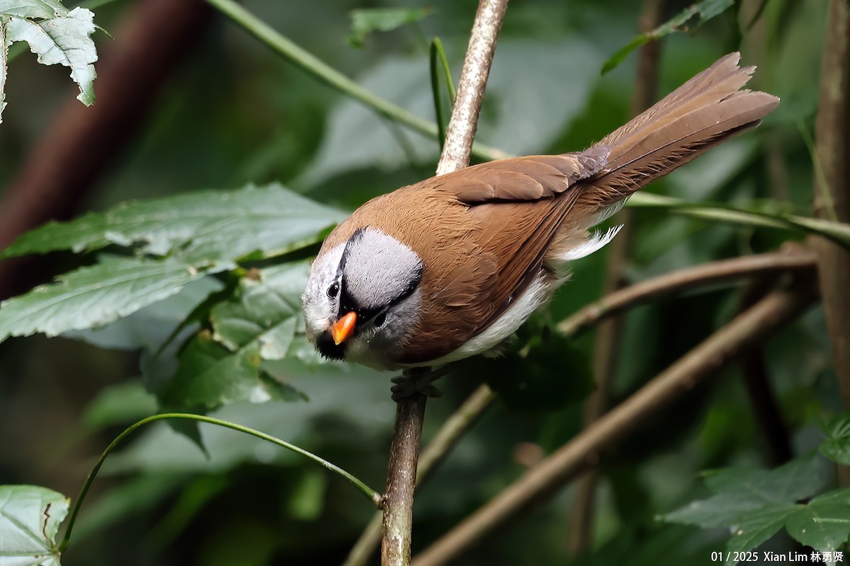 Gray-headed Parrotbill - ML630666880